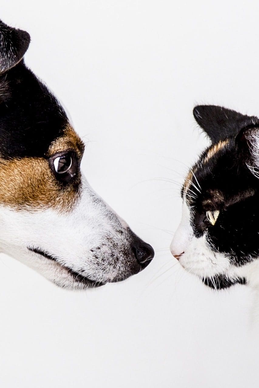 algemene voorwaarden, hond vs. kat