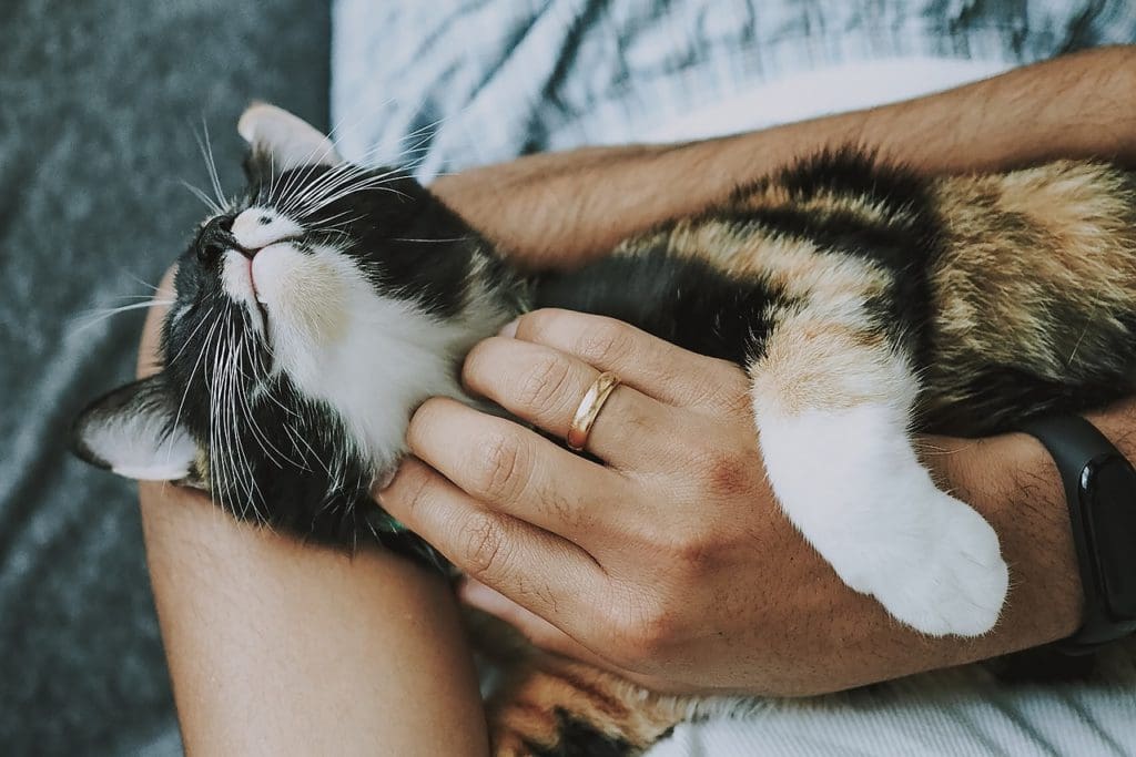 dierenhotel, hoogseizoen, kat, kriebels