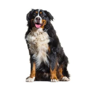 prijslijst, hondenverblijven, hond, XXL, trimsalon, groot