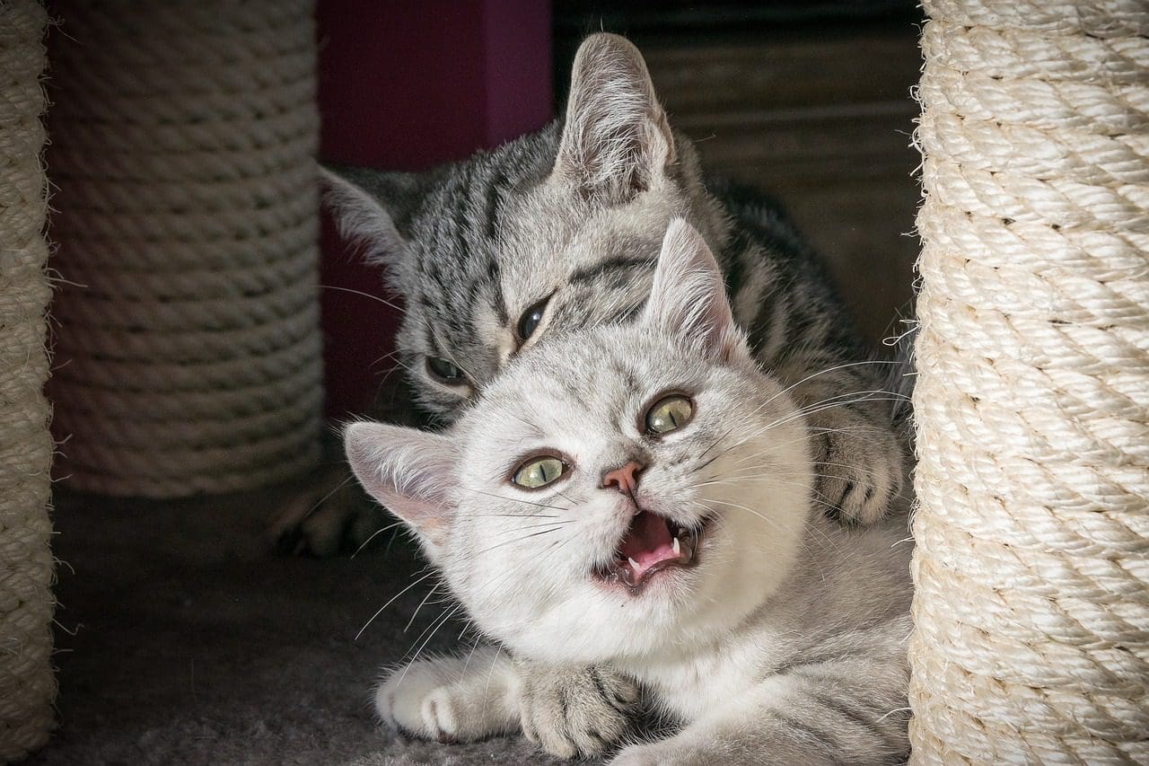 kattenverblijven, spelen